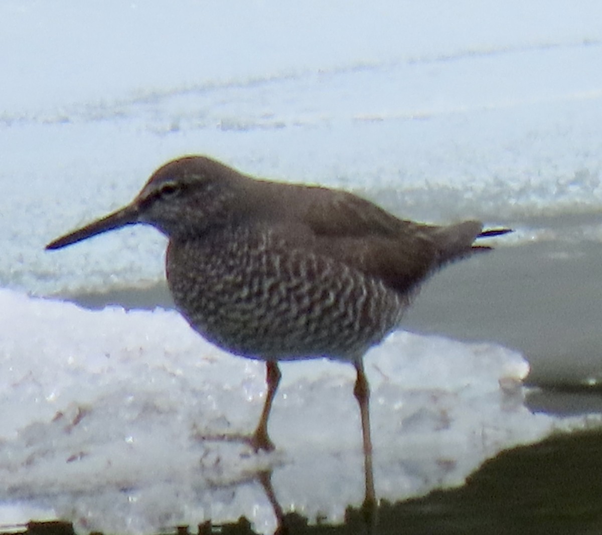 Wandering Tattler - ML638781940