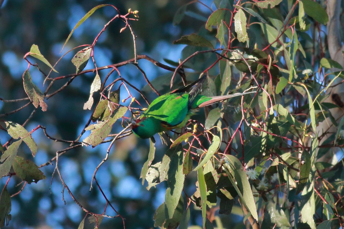 Swift Parrot - ML638781944