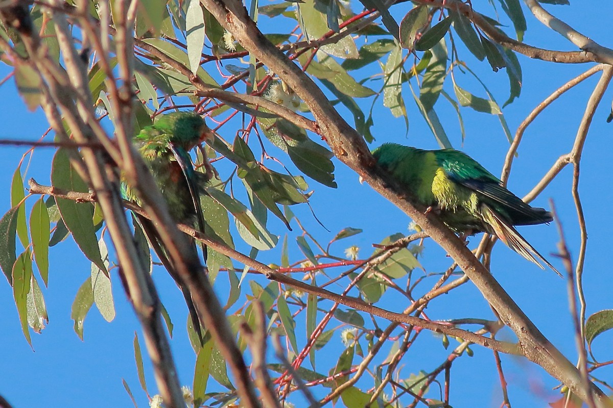 Swift Parrot - ML638781945
