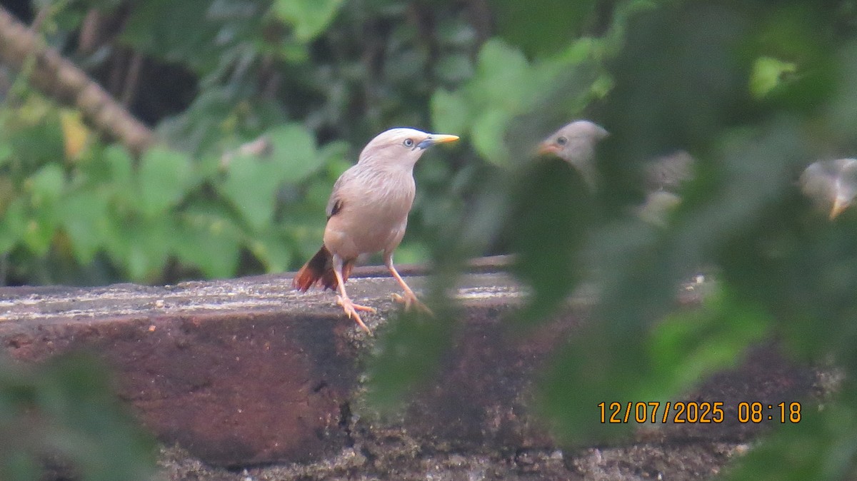 Chestnut-tailed Starling - ML638781946