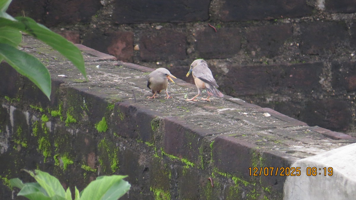 Chestnut-tailed Starling - ML638781947