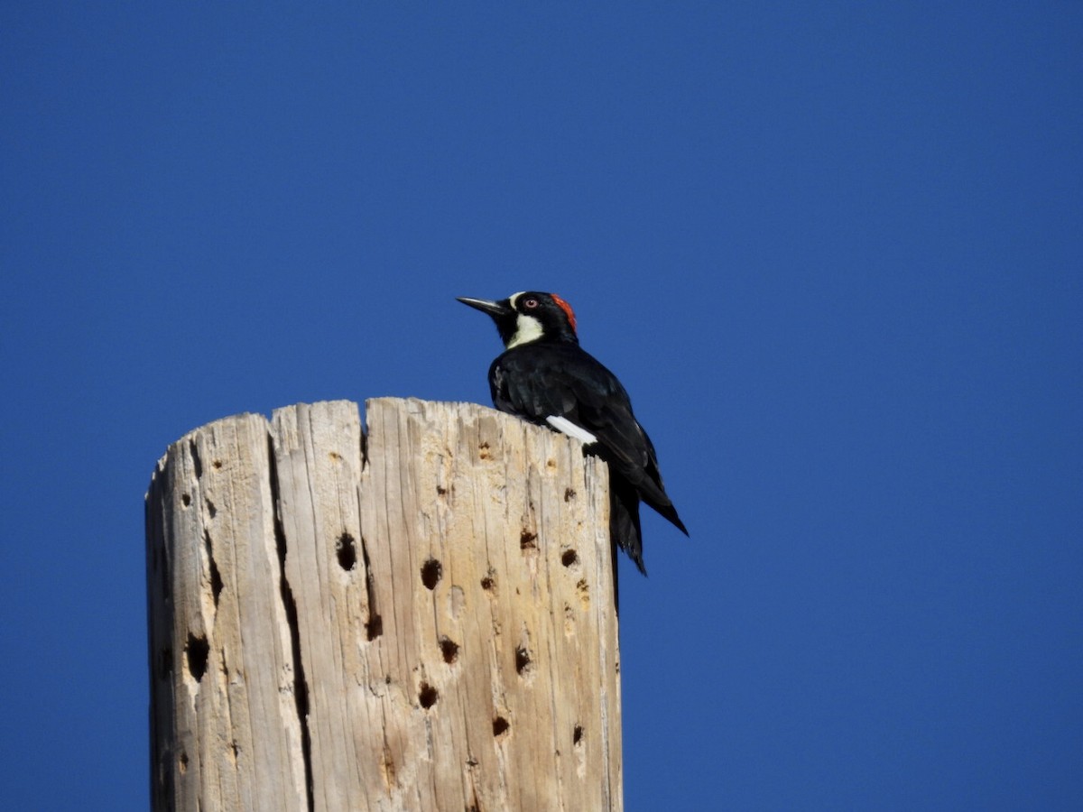 Acorn Woodpecker - ML638781949
