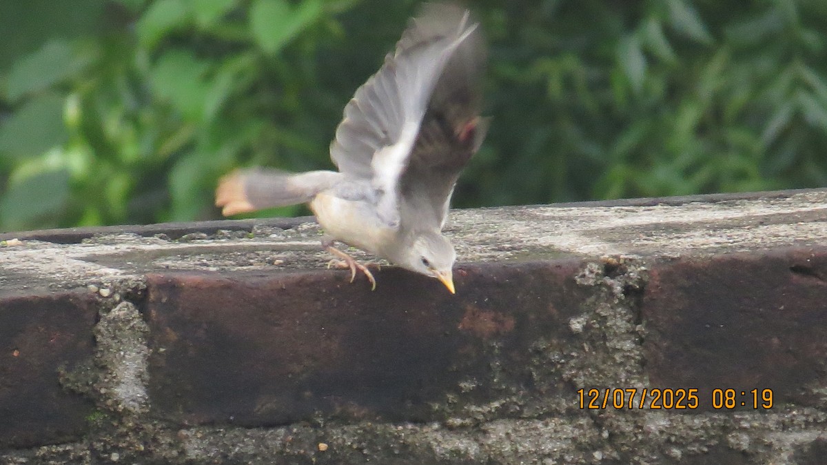Chestnut-tailed Starling - ML638781950