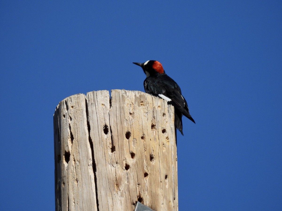 Acorn Woodpecker - ML638781951
