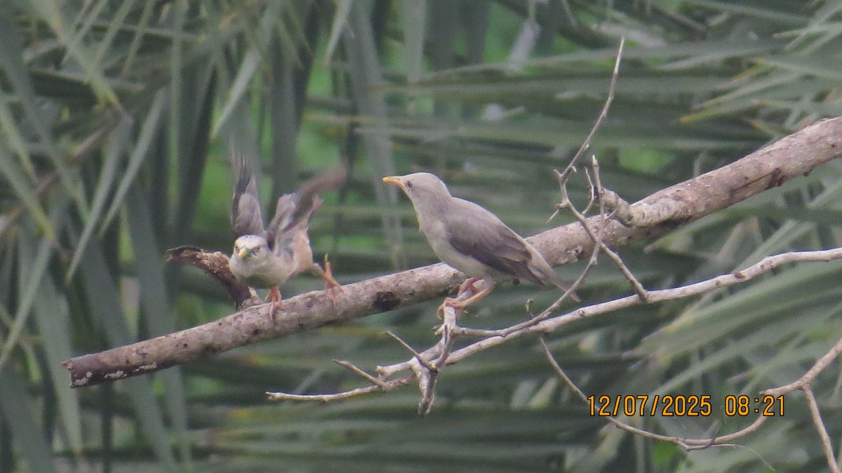 Chestnut-tailed Starling - ML638781952