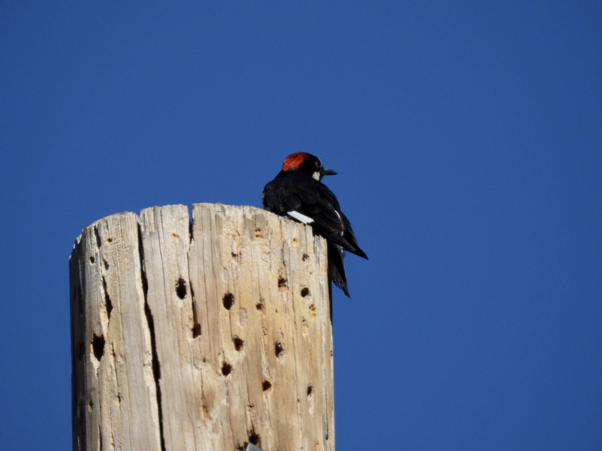 Acorn Woodpecker - ML638781953