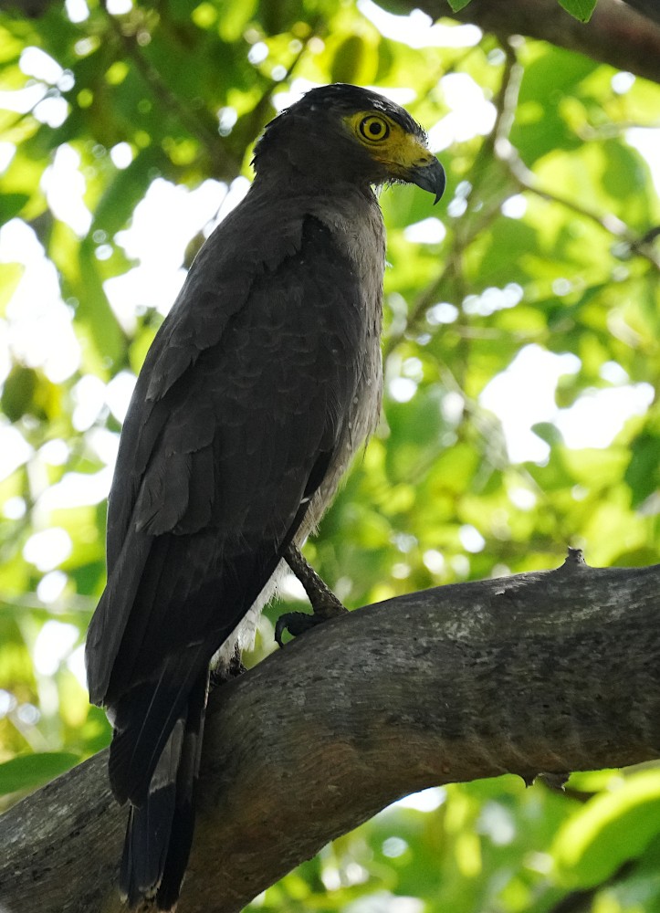 Crested Serpent-Eagle - ML638781954