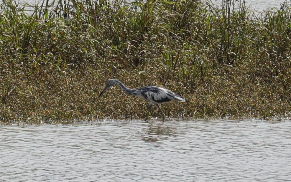 Little Blue Heron - ML638781956