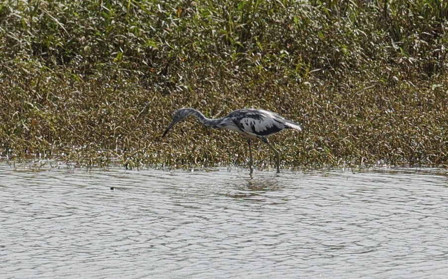 Little Blue Heron - ML638781957
