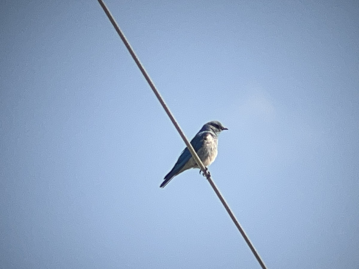 Mountain Bluebird - ML638781960