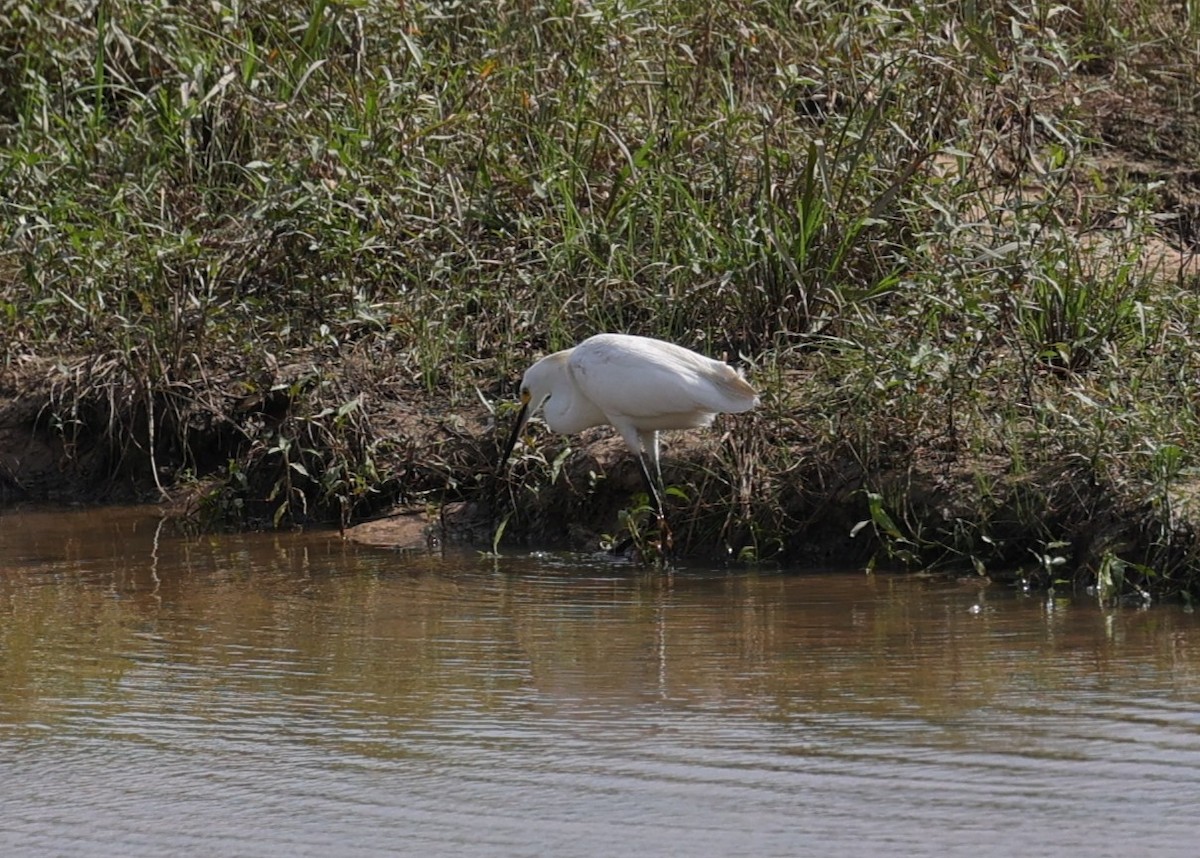 Snowy Egret - ML638781962