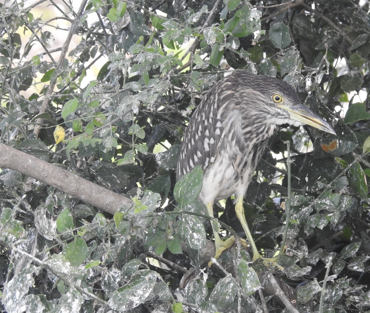 Black-crowned Night Heron - ML638781966
