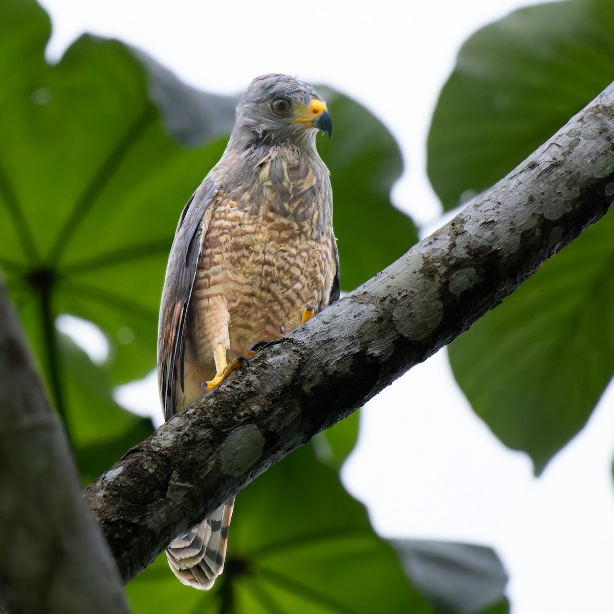 Roadside Hawk - ML638781968