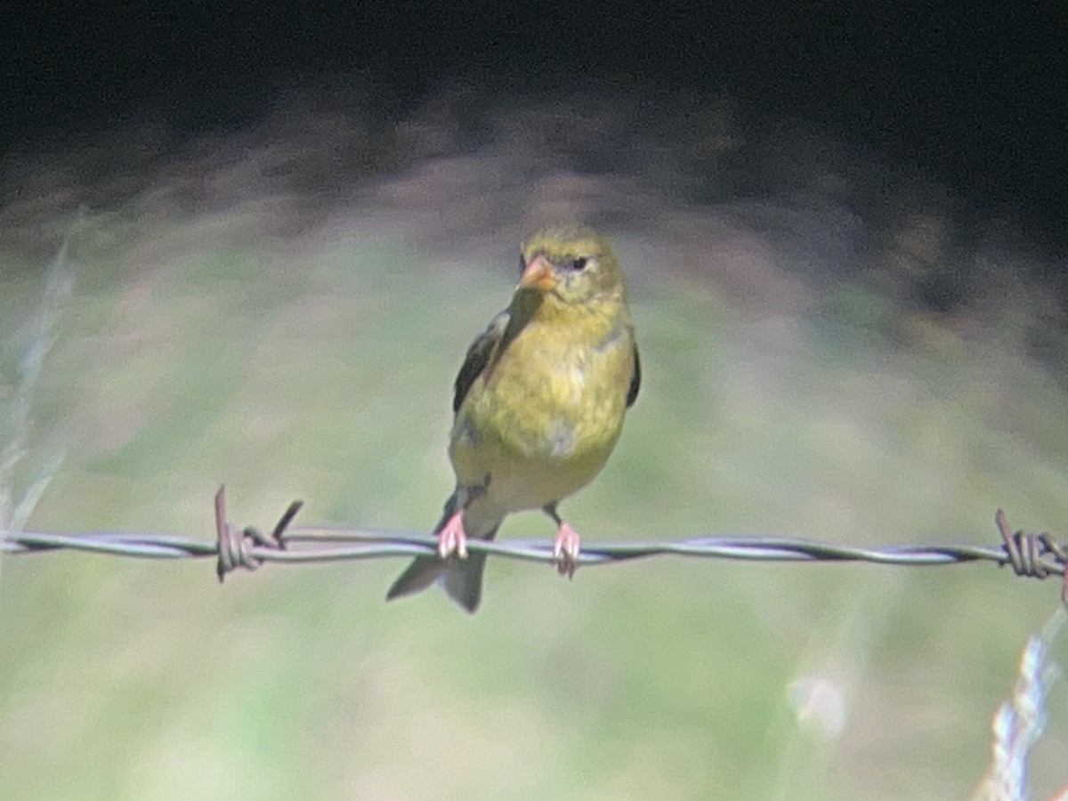 American Goldfinch - ML638781969