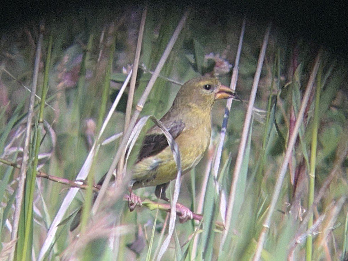 American Goldfinch - ML638781970