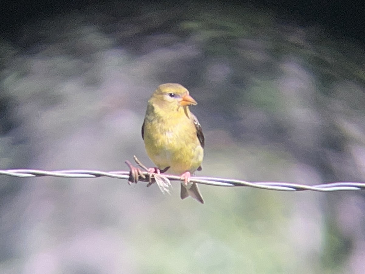 American Goldfinch - ML638781972