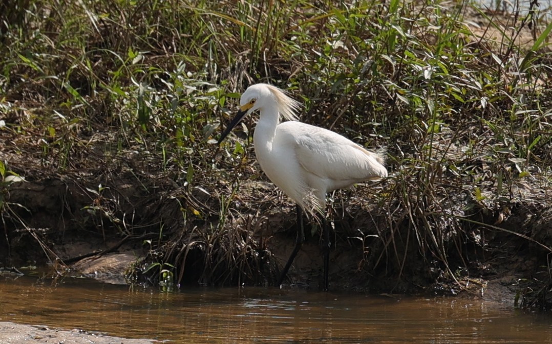 Snowy Egret - ML638781973