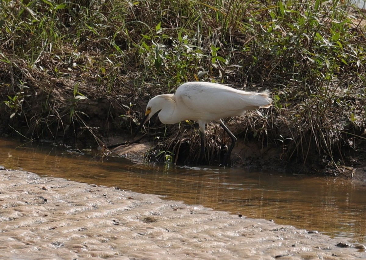 Snowy Egret - ML638781974