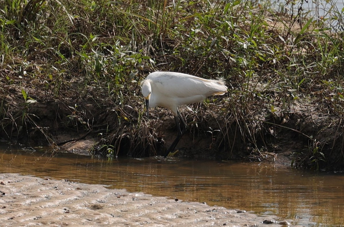 Snowy Egret - ML638781975