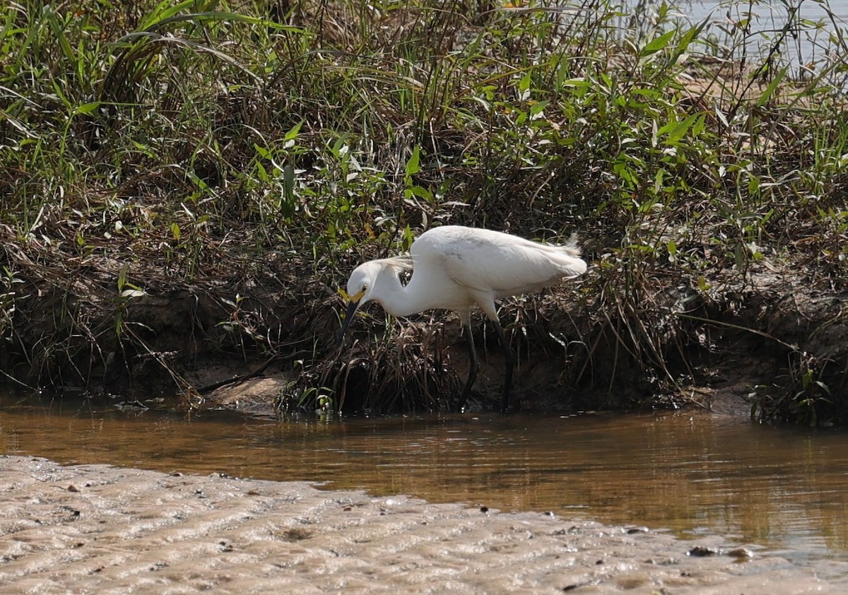 Snowy Egret - ML638781976