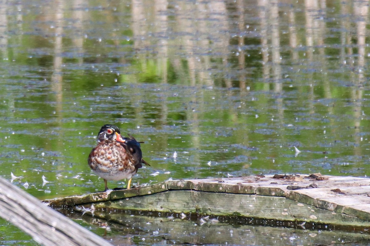 Wood Duck - ML638781979
