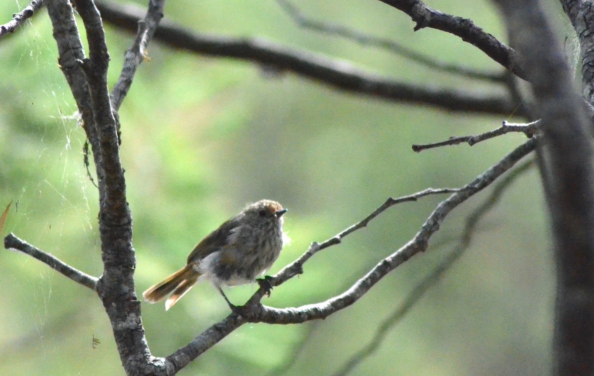 Brown Thornbill - ML638781984