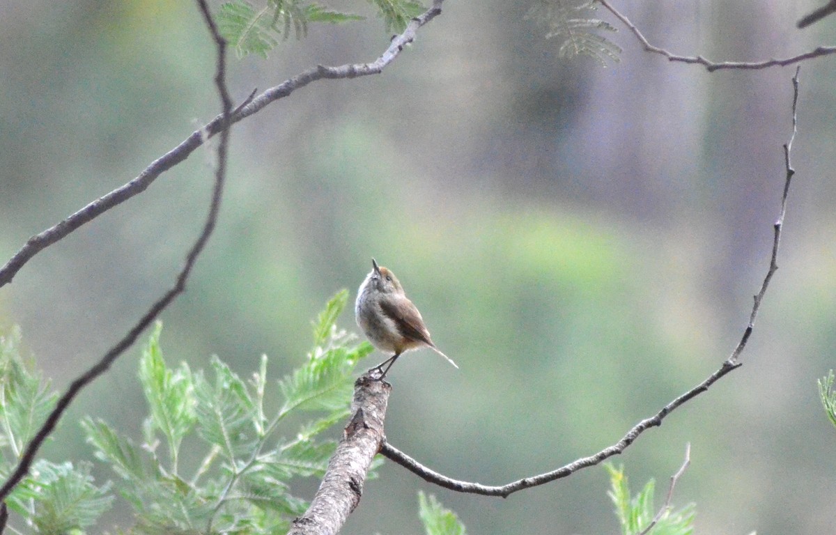 Brown Thornbill - ML638781985