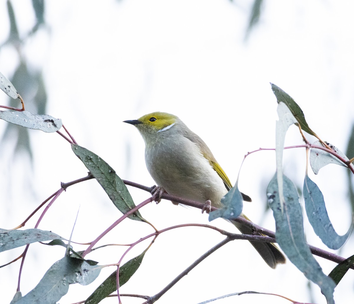 White-plumed Honeyeater - ML638781990