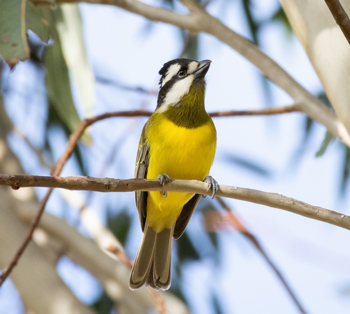 Eastern Shrike-tit - ML638781991