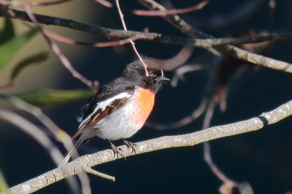 Scarlet Robin - ML638781993