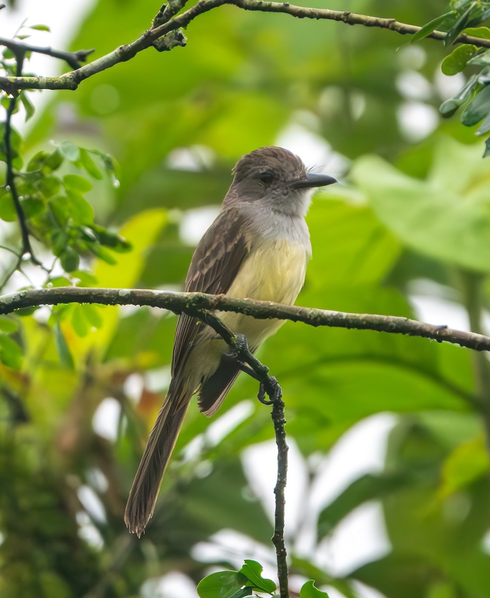 Panama Flycatcher - ML638781997