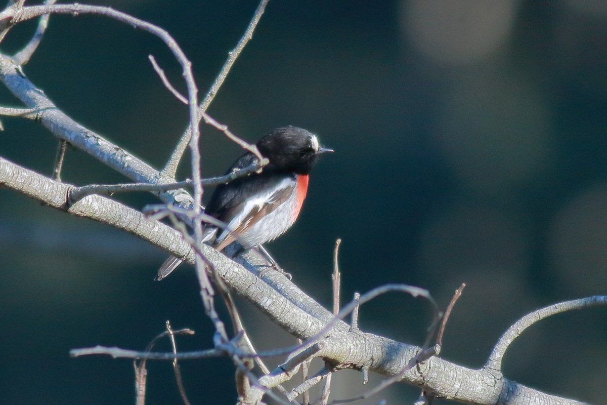 Scarlet Robin - ML638781998
