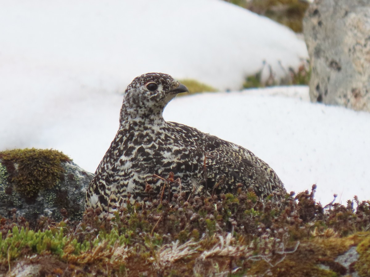 White-tailed Ptarmigan - ML638782002