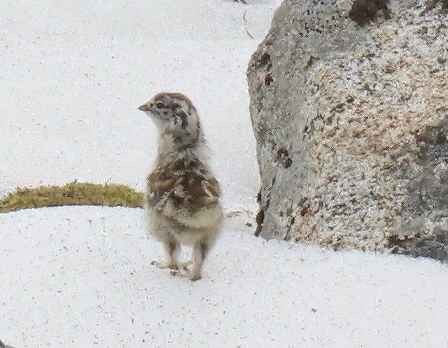 White-tailed Ptarmigan - ML638782003