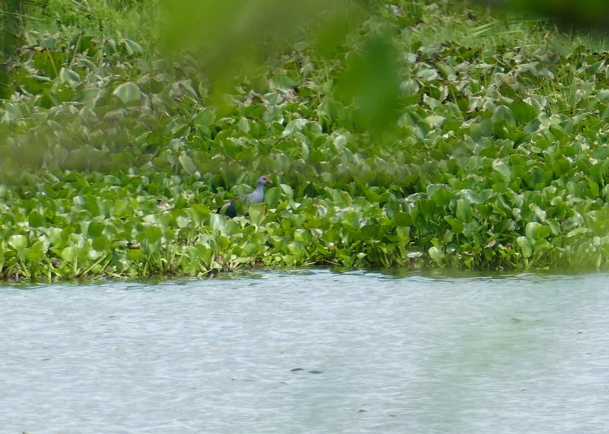 Philippine Swamphen - ML638782012