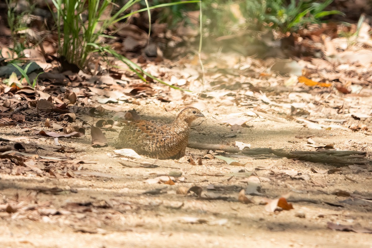 Brown Quail - ML638782014