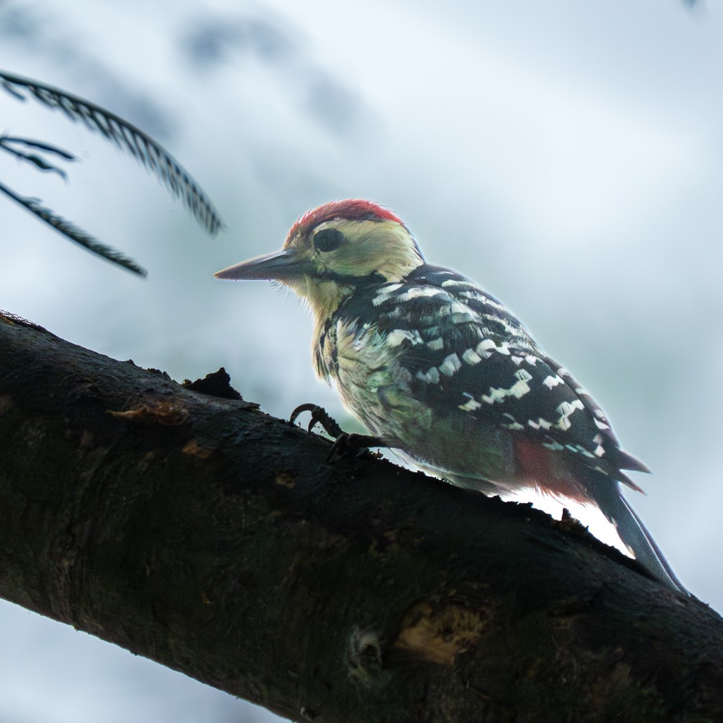 Fulvous-breasted Woodpecker - ML638782015