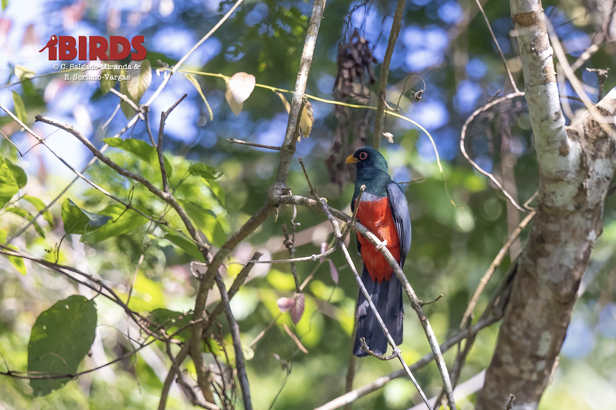 Trogon à queue noire - ML638782029