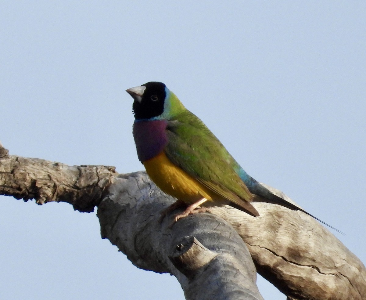 Diamant de Gould - ML638782041