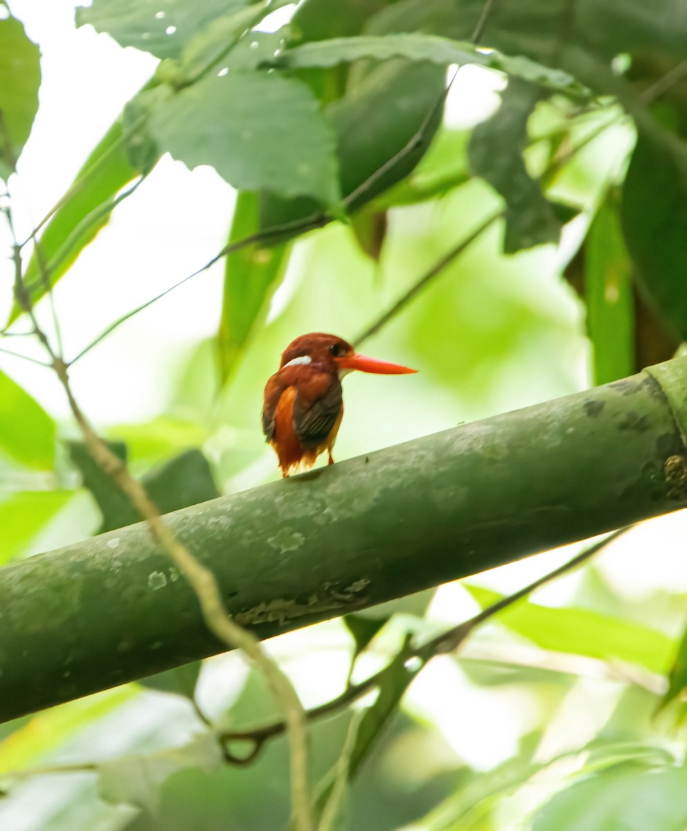 Philippine Dwarf-Kingfisher - ML638782055