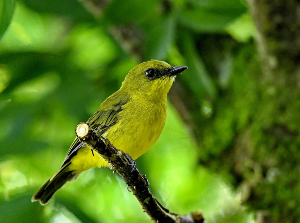 Bornean Whistler - ML638782068