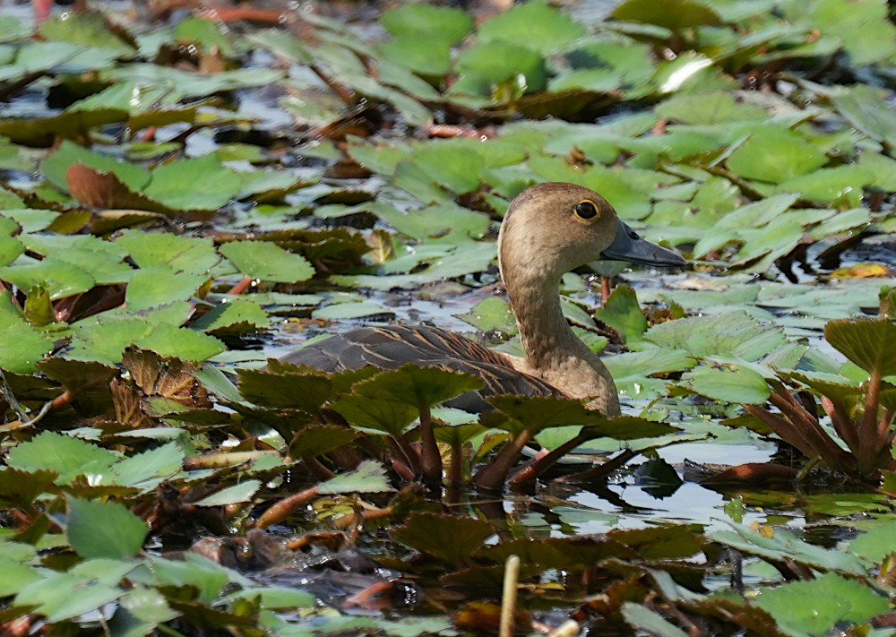 Lesser Whistling-Duck - ML638782069