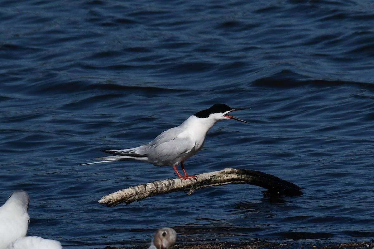 Roseate Tern - ML638782074