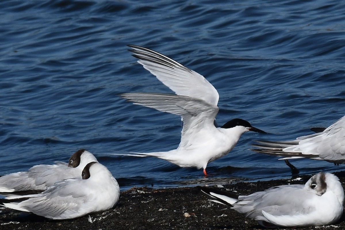 Roseate Tern - ML638782076