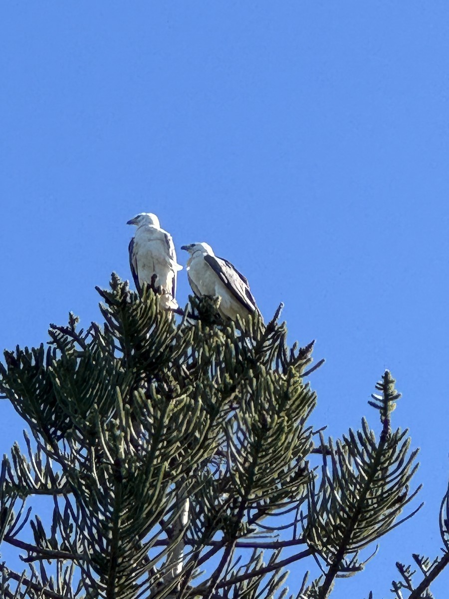 White-bellied Sea-Eagle - ML638782082