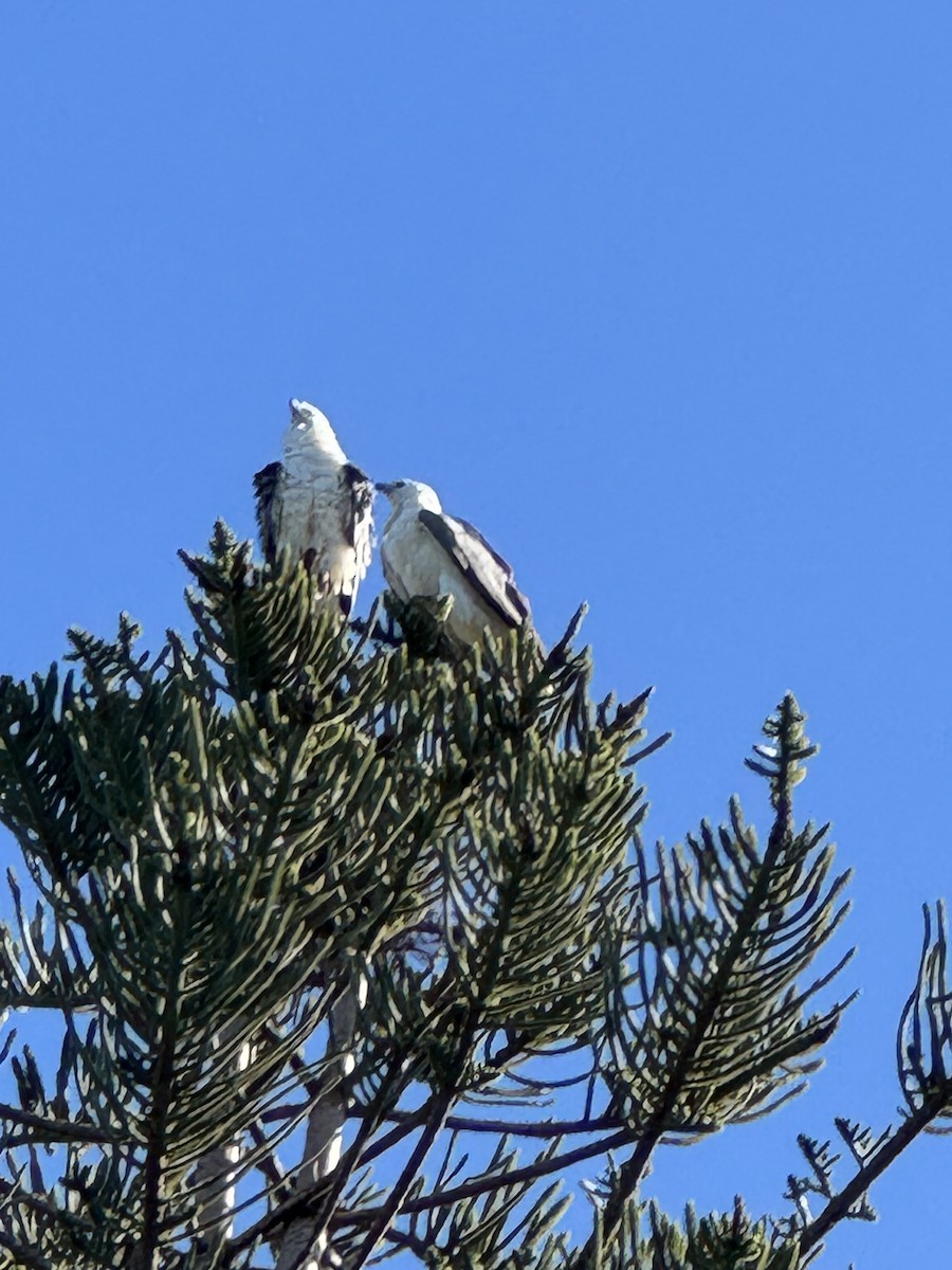 White-bellied Sea-Eagle - ML638782084