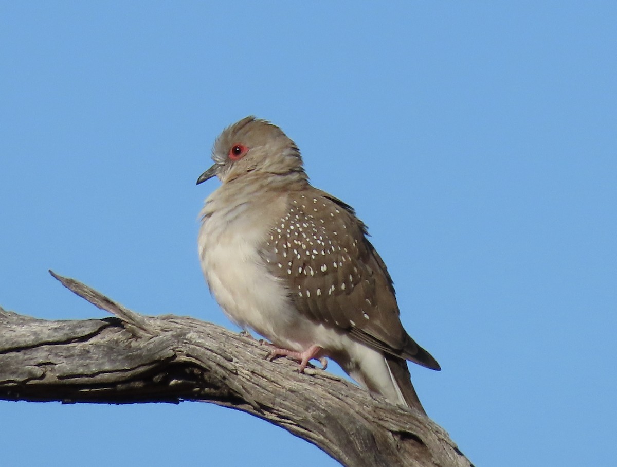 Diamond Dove - ML638782085