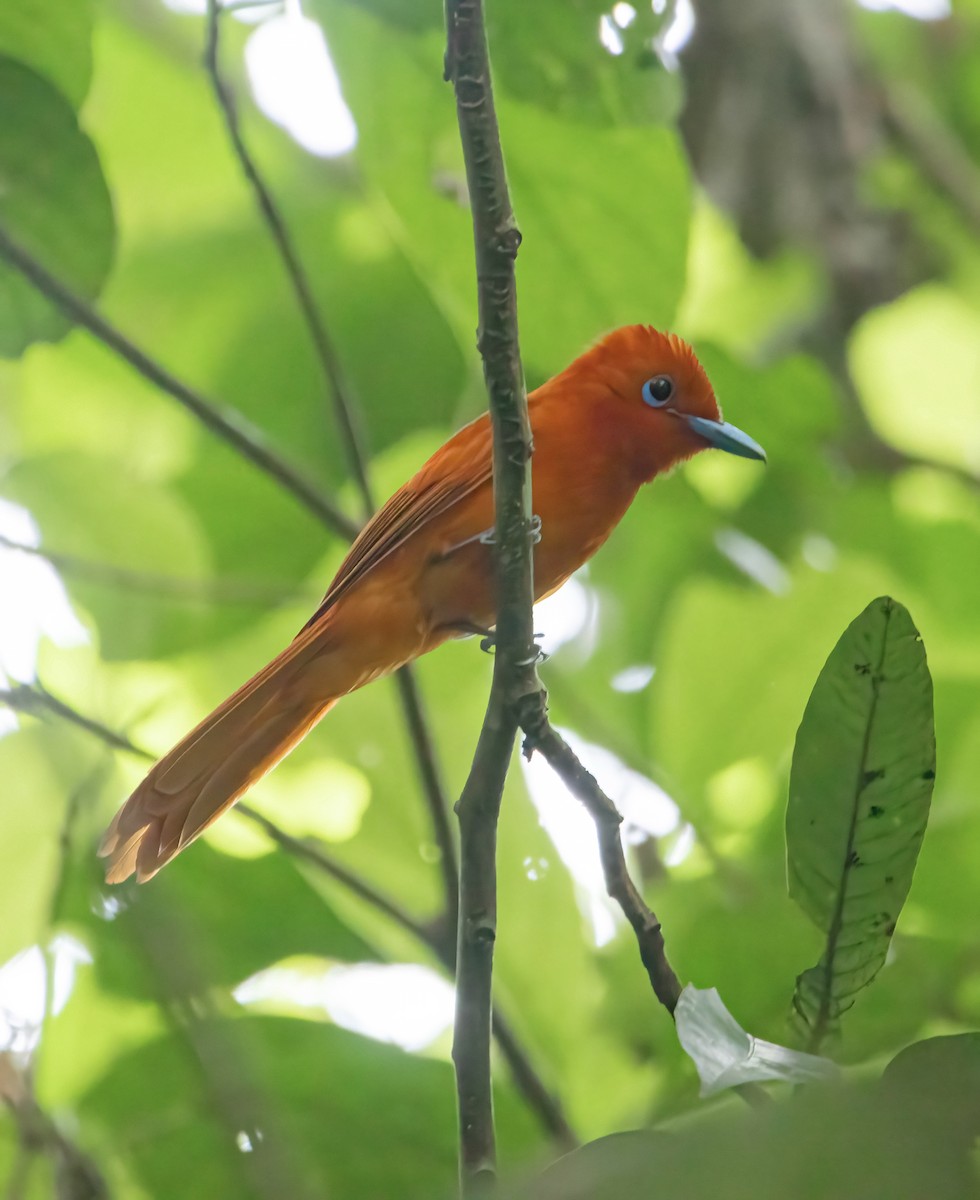 Rufous Paradise-Flycatcher - ML638782087