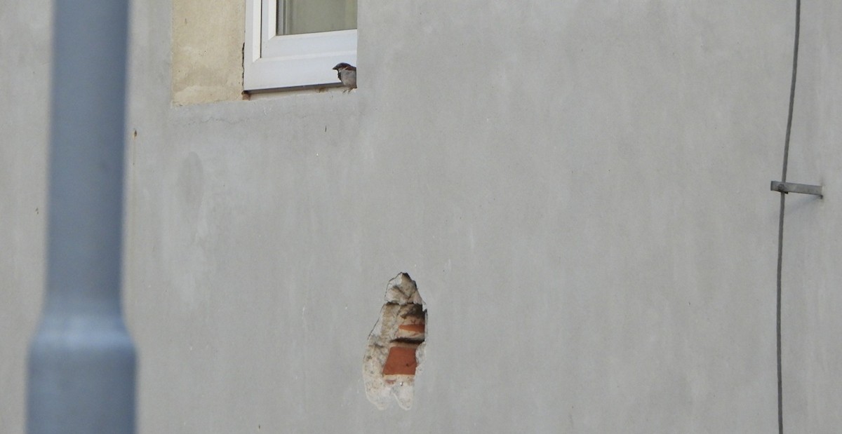 House Sparrow - ML638782093