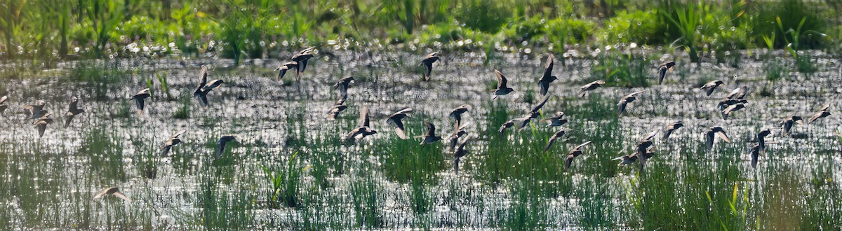 Least Sandpiper - ML638782096